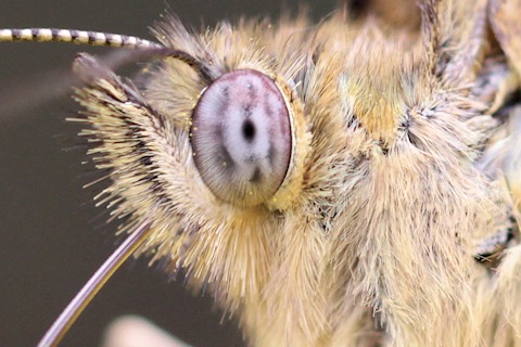 Common Brown (Heteronympha merope)